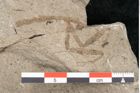 Foto (Detailansicht) von Mantodea indet.  (NHMW-GEO-2024-0188-11445)